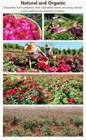 Thé aux fleurs de rose séchées naturelles à double pétales en vrac, vente en gros d'usine