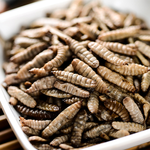 Larves de Mouches Soldat Noires Fraîches Scellées Sous Vide en Gros, Insectes Écologiques Riches en Protéines pour Alimentation des Reptiles et Tortues - Product Image 2