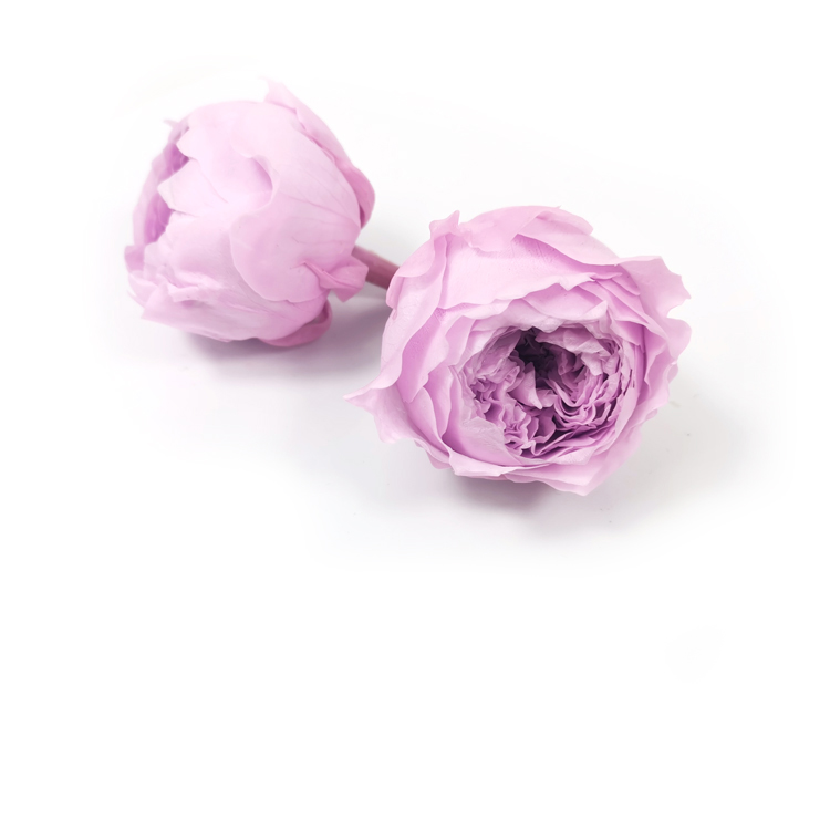 Pourpre