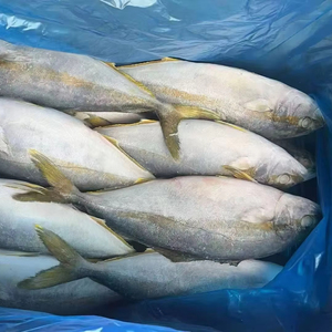 X9396 Pesce Spigola Gialla Congelata Intera, Fornitore Produttore, 500-800g - Product Image 1