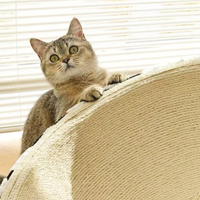 Niche pour chat ronde en sisal, en forme de bol, pour intérieur, adorable abri fermé pour animaux de compagnie, style dessin animé