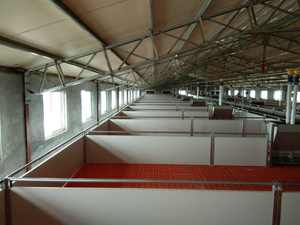 Jaulas de animales Equipo Cerdo Gestación Crate Stall Pen Farming Nursery Crates/Stalls para Piglet Weaner - Product Image 2