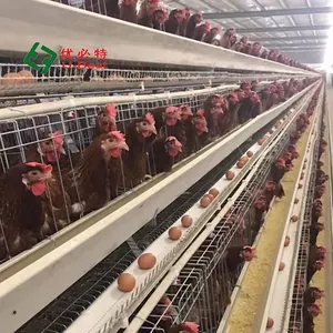 Neues Design Zucht system Ei legen Hühner käfige Hühnerfarm Geflügel Ausrüstung Preis