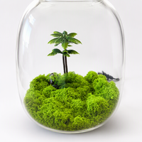 Terrarium en verre borosilicate fait main avec lumière LED intégrée pour la décoration de micro-paysages, de mousse et de palmiers 20x25cm