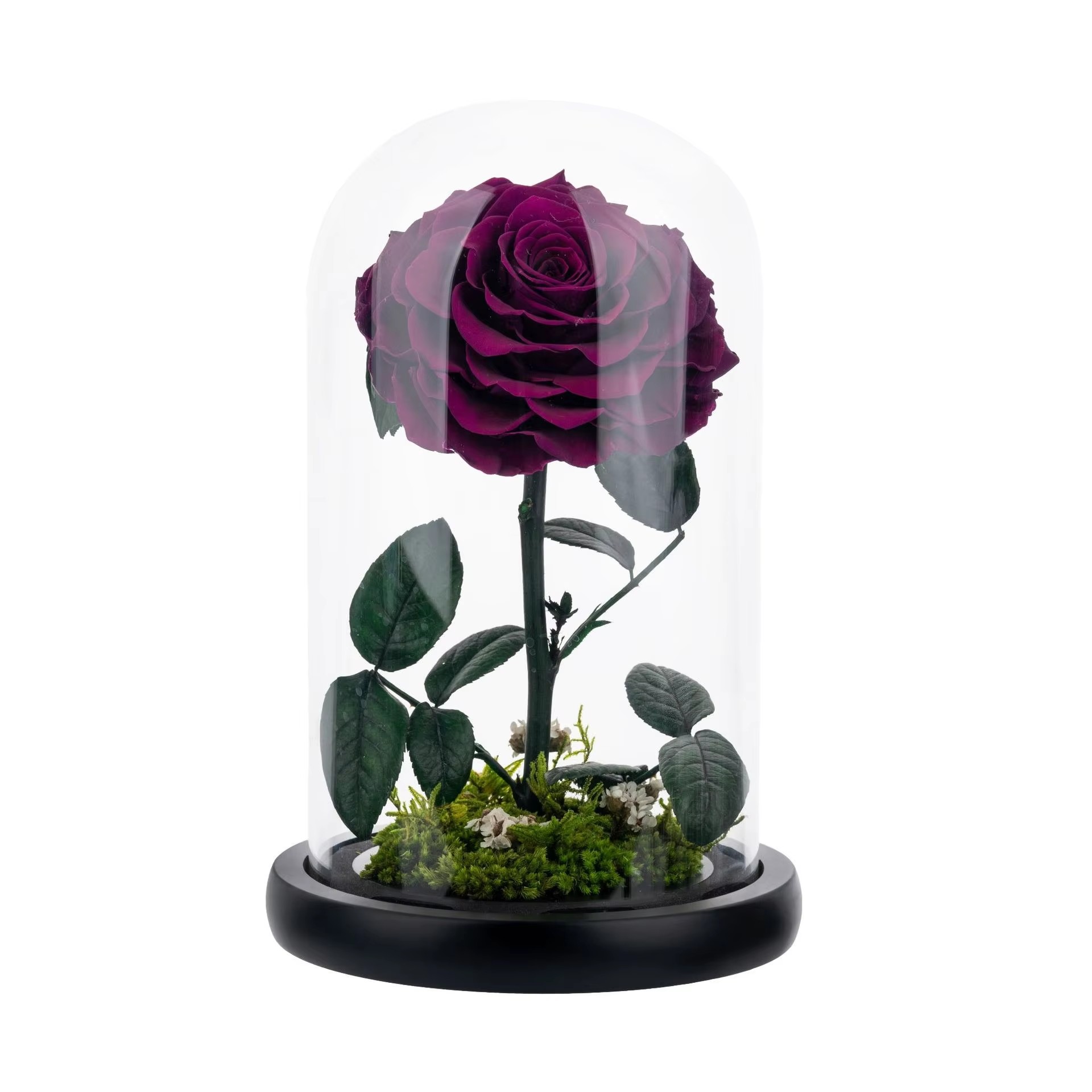 Noble purple
