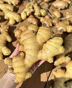 Biologische Chinese Verse Gember, Verse Gedroogde Gember Uit China Plakpatroon-Speciale Groothandelsaanbieding - Product Image 1