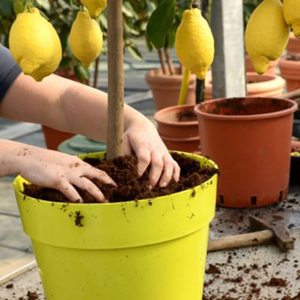 Terriccio Agrumi 20L Con Osmocote Per Limoni Aranci Mandarini E Kumquat - Product Image 6