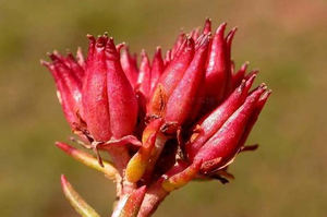 植物エキス<span class=keywords><strong>Rhodiola</strong></span> <span class=keywords><strong>Rosea</strong></span>エキス粉末<span class=keywords><strong>5%</strong></span> 3% <span class=keywords><strong>Rosavins</strong></span> Salidroside <span class=keywords><strong>Rhodiola</strong></span> <span class=keywords><strong>Rosea</strong></span>エキス - Product Image 3