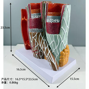 Modelo de Maniquí de Estructura Vascular Humana Ampliada - Anatomía Arterial y Venosa Educativa, Material de PVC Avanzado - Product Image 3