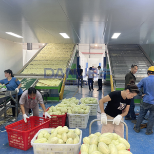 High Quality Papaya Cleaning and Drying Production Line Dried Vegetable Papaya Slices Washing and Drying Machine - Product Image 2