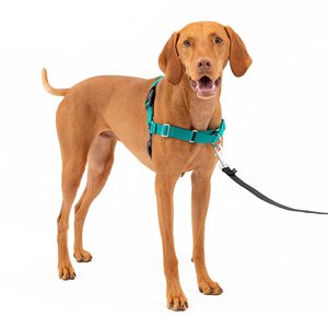 Pour <span class=keywords><strong>PetSafe</strong></span> pour <span class=keywords><strong>harnais</strong></span> pour chien Easy Walk <span class=keywords><strong>Harnais</strong></span> en nylon personnalisé pour chiens moyens à grands Réglable pour un contrôle facile sans <span class=keywords><strong>traction</strong></span> Fe - Product Image 1
