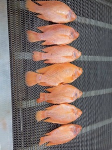 Peixe Tilápia Vermelho Inteiro Congelado - Product Image 3