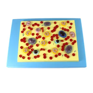 Modelo anatómico de células sanguíneas humanas para enseñanza médica