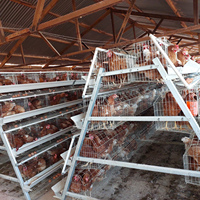 Cage à poules pondeuses de type A à 3/4 niveaux, conception galvanisée à chaud, pour 1000 poules pondeuses, ferme avicole