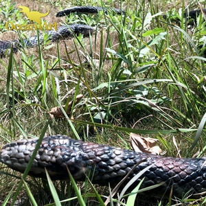 等身大アニマトロニック動物像ロボットヘビ販売 - Product Image 2