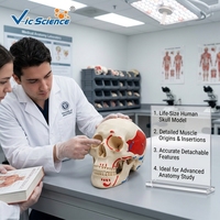 Modelo Anatómico de Puntos de Anclaje Muscular de Cráneo con Código de Color para Enseñanza de Odontología y Ortopedia, con Certificaciones CE/ISO/ROHS/CNAS