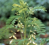 Pasokan Pabrik Ekstrak Astragalus 10:1 Bubuk Larut Air, Bahan Dasar Peningkat Imunitas Kelas Makanan untuk Campuran Suplemen Herbal