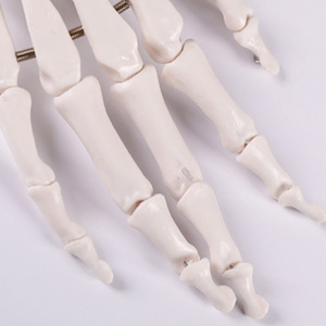 A1029 Kinh Tế PVC cuộc sống-kích thước tay Doanh Skeleton mô hình giá rẻ Nhựa Bộ xương cho y tế khoa học - Product Image 4