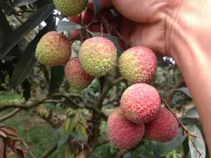 Commercio all'ingrosso fresco succoso carne tenera litchi esportato