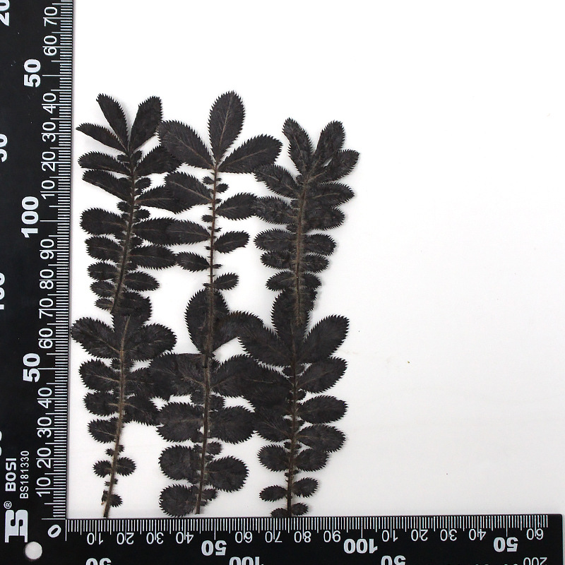 MH639-Black-Potentilla