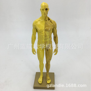 โมเดลร่างกายมนุษย์ขนาด 30 ซม. ทำจากเรซิ่น แสดงกล้ามเนื้อ โครงกระดูก และกายวิภาคศาสตร์ เหมาะสำหรับการเรียนการสอนศิลปะโครงสร้าง ภาพวาด CG และงานประติมากรรม - Product Image 3