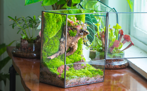 Terrarium en verre d'intérieur, designs géométriques, conteneur en laiton polygone, décoration moderne, pot de fleurs écologique pour plantes succulentes, <span class=keywords><strong>fougères</strong></span> et plantes aériennes - Product Image 2