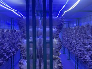 Système <span class=keywords><strong>de</strong></span> contrôle des applications agricoles Cabine verticale <span class=keywords><strong>de</strong></span> plantation intelligente Chunsheng - Product Image 3