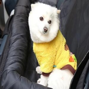 Lits pour chats en gros, tapis de siège arrière de voiture toutes saisons, coussins de siège pour animaux de compagnie, <span class=keywords><strong>protection</strong></span> de voiture, lits pour chiens luxueux, lits surélevés pour chiens - Product Image 5