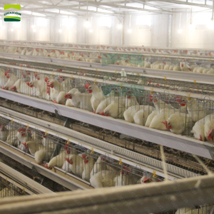 Tuyệt vời trang trại nóng bán thép gà coops hen nhà cho xây dựng tự động lớp & pin lồng sử dụng & Điều kiện Mới - Product Image 5