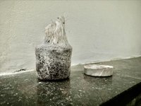 Disques de Coco extensibles pour la Germination des semences