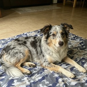 <b>Pet</b> <b>Cooling</b> <b>Mat</b> Rectangle Ice Crystals Reusable Heatstroke Prevention Dog Cat Summer Sleeping Pad - Product Image 2
