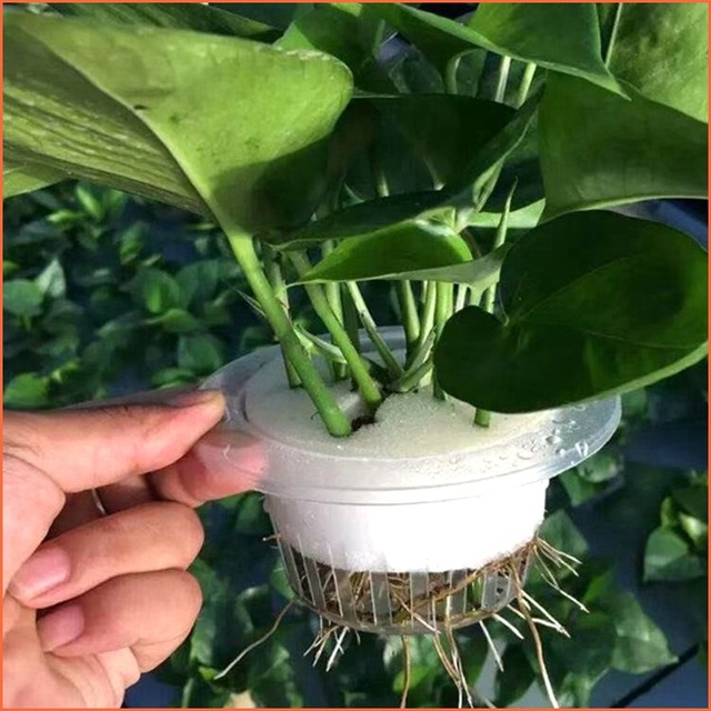 Soilless Hydroponic Vegetable Cultivation System Gardening Tools Soilless Cultivation of Seedlings Planted Sponge