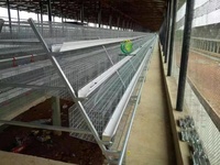 Nouvelle cage à poules à 3 niveaux en acier galvanisé à chaud pour poules pondeuses, capacité de 96 oiseaux, équipement avicole automatique