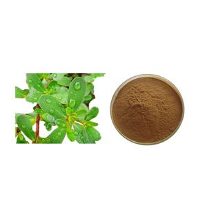 Fabriekslevering Gezondheidssupplementen Poeder Postelein Kruiden <span class=keywords><strong>Extract</strong></span> Valse Postelein <span class=keywords><strong>Extract</strong></span> Poeder <span class=keywords><strong>5%</strong></span> - Product Image 3