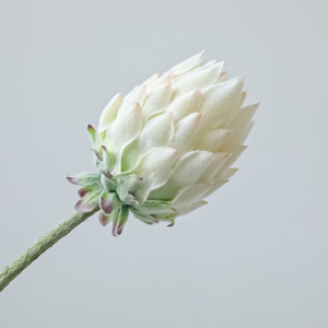Fleur artificielle en soie floquée Greenway, Protea Artificielle à tige unique, pour décoration de mariage - Product Image 4