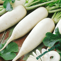 Cultivo de rábano híbrido de alto rendimiento con fuerte tolerancia a enfermedades, 99.9% de pureza, 85% de germinación, fruto blanco, excelente, de Pakistán