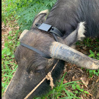 Traqueur GPS d'animaux sauvages Dispositif de suivi de vache à collier à énergie solaire avec GPS de vache électrique à charge automatique