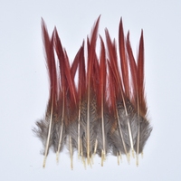 Plumes de faisan naturelles rares, artisanat, accessoire de carnaval, décoration de mariage