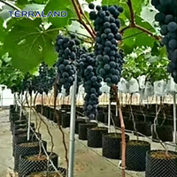 Anneau de contrôle des racines en HDPE résistant aux intempéries pour la plantation d'arbres en extérieur à long terme