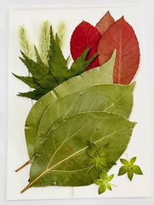 Toptan Gerçek Preslenmiş Çiçekler Yapraklar Lot Karışık Set Kurutulmuş Preslenmiş Çim Yeşil Pamuk Yaprağı Düğün Noel Dekorasyonu için - Product Image 6