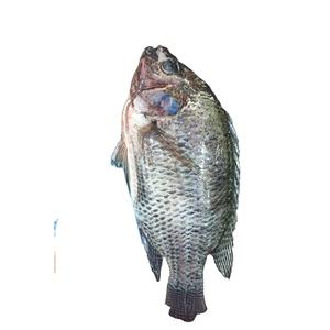 <span class=keywords><strong>ปลา</strong></span>นิลแม่น้ำไนล์น้ำ<span class=keywords><strong>จืด</strong></span>ทั้งลูกในจีนมีบรรจุภัณฑ์และแช่แข็งแบบมีหลากหลายสไตล์ - Product Image 1