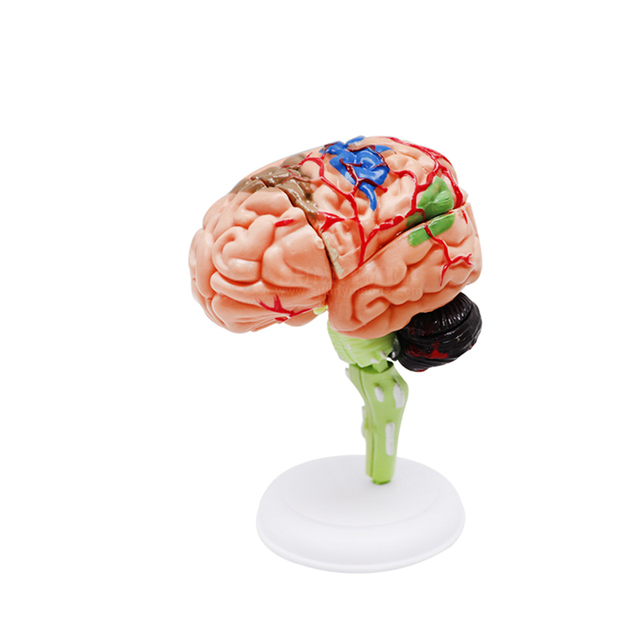 Factory Best Selling Medical Science Education Anatomy Model 4D Master Mini Size DIY Human Brain Model for Teaching Model