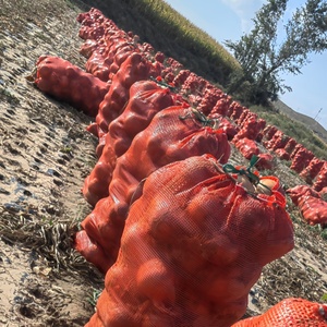 Di alta qualità il più popolare all'ingrosso cipolle fresche scalogno pelato cipolla rosso giallo cipolle bianche - Product Image 5