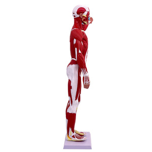 Maniquí de Ciencias Médicas, Modelo Muscular <span class=keywords><strong>Humano</strong></span> Masculino de 80 cm <span class=keywords><strong>con</strong></span> 27 Partes, Incluye Órganos Internos para Entrenamiento <span class=keywords><strong>y</strong></span> Estudio Anatómico - Product Image 3