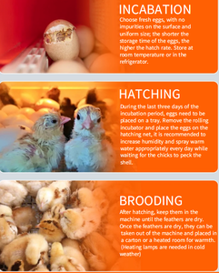 Incubateur automatique électrique à retournement d'œufs 160/240/320 pour usage domestique et agricole, boîte d'<span class=keywords><strong>éclosion</strong></span> et de culture - Product Image 4