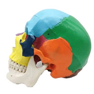Heidefee Modèle anatomique de crâne coloré en PLA, pour la science médicale et l'éducation, 1 boîte - Product Image 4