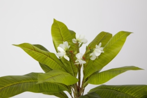 Pelle avec fleurs blanches, 10/75CM, fausses plantes, pour décorer la maison - Product Image 4