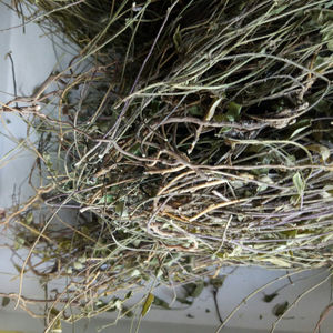 Травяная медицина дикая полигала сибирская сырая сушеная полибала сибирская целые растения для продажи - Product Image 6