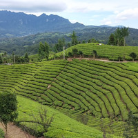 Pu'er Tea Yunnan Imperial Puer Tea Pu-erh Brick