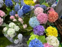 K-0072 Anti UV Haute Qualité Conservé Grandes Feuilles Hortensia Rose Clair Bleu Impression 3D Soie Artificielle Jardin Hortensia
